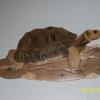 Large Tortoise       18 X 18.5               $70.00
