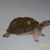 Small Tortoise        15.5 X 8            $55.00
